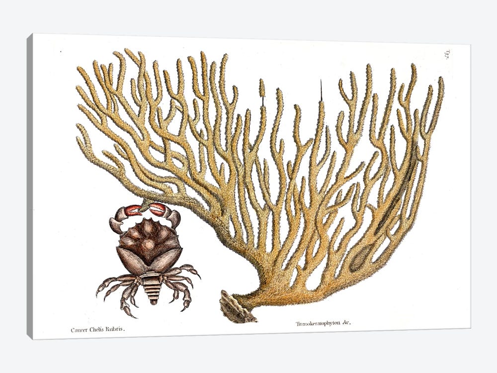 Red Clawed Crab & Titanokeratophyton by Mark Catesby 1-piece Canvas Wall Art