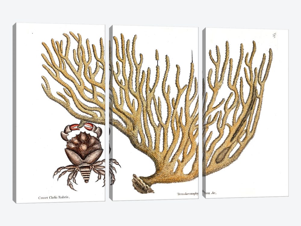 Red Clawed Crab & Titanokeratophyton by Mark Catesby 3-piece Canvas Art