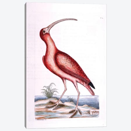 Red Curlew Canvas Print #CAT145} by Mark Catesby Canvas Art Print