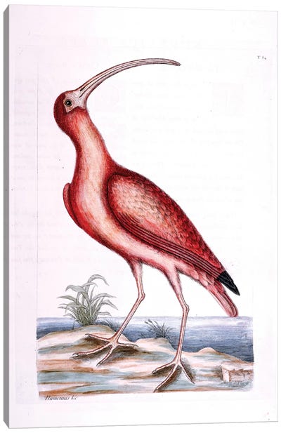 Red Curlew Canvas Art Print