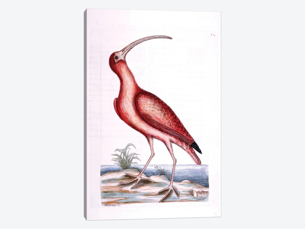 Red Curlew by Mark Catesby 1-piece Canvas Print