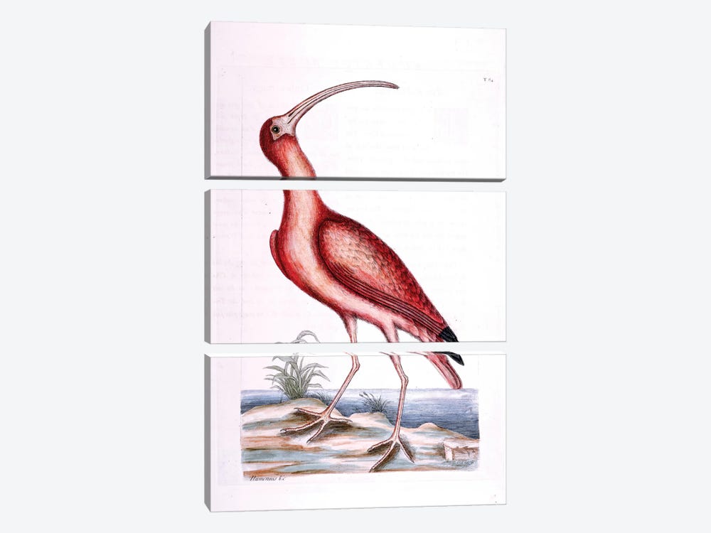 Red Curlew by Mark Catesby 3-piece Art Print