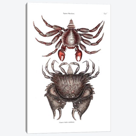 Red Mottled Rock Crab & Rough Shelled Crab Canvas Print #CAT146} by Mark Catesby Canvas Art Print