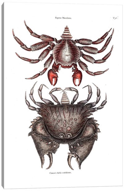 Red Mottled Rock Crab & Rough Shelled Crab Canvas Art Print - New York Botanical Garden