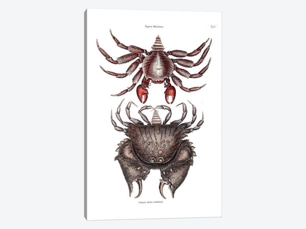 Red Mottled Rock Crab & Rough Shelled Crab by Mark Catesby 1-piece Canvas Artwork