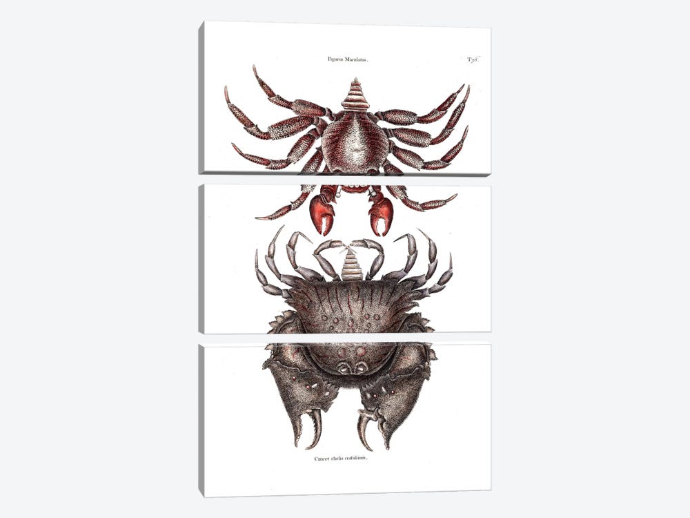 Red Mottled Rock Crab & Rough Shelled Crab by Mark Catesby 3-piece Canvas Art