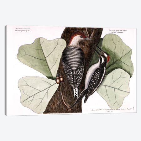 Red-Bellied Woodpecker, Hairy Woodpecker & Black Oak Canvas Print #CAT147} by Mark Catesby Art Print