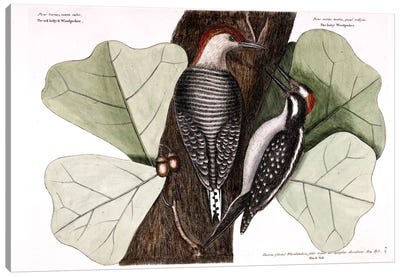 Red-Bellied Woodpecker, Hairy Woodpecker & Black Oak Canvas Art Print - Woodpecker Art