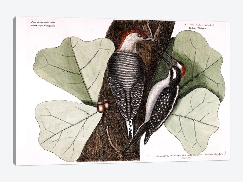 Red-Bellied Woodpecker, Hairy Woodpecker & Black Oak by Mark Catesby 1-piece Art Print