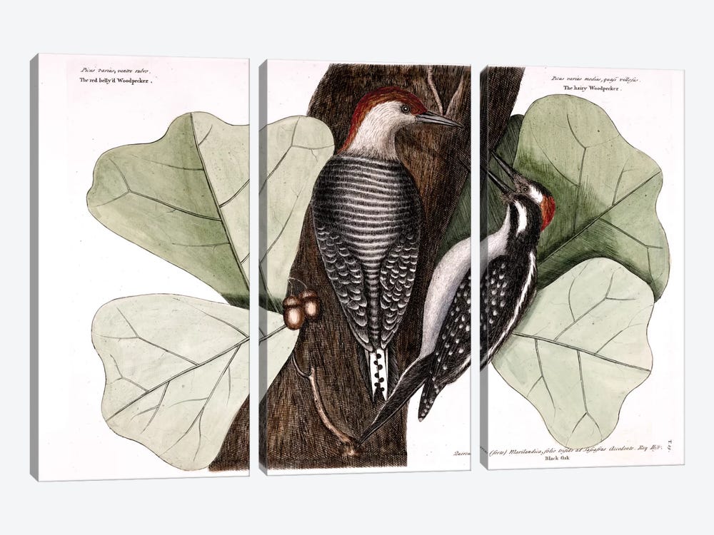Red-Bellied Woodpecker, Hairy Woodpecker & Black Oak by Mark Catesby 3-piece Art Print