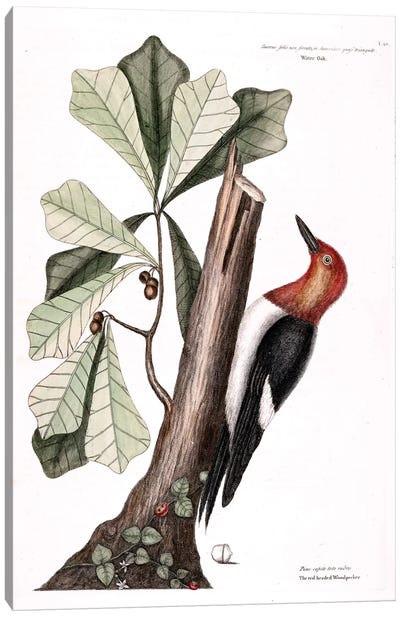 Red-Headed Woodpecker & Water Oak Canvas Art Print - Botanical Illustrations
