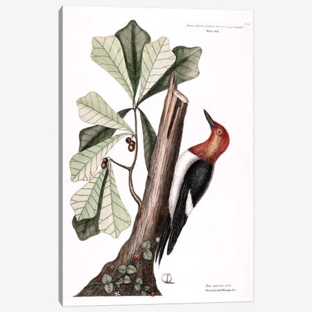 Red-Headed Woodpecker & Water Oak Canvas Print #CAT148} by Mark Catesby Canvas Artwork