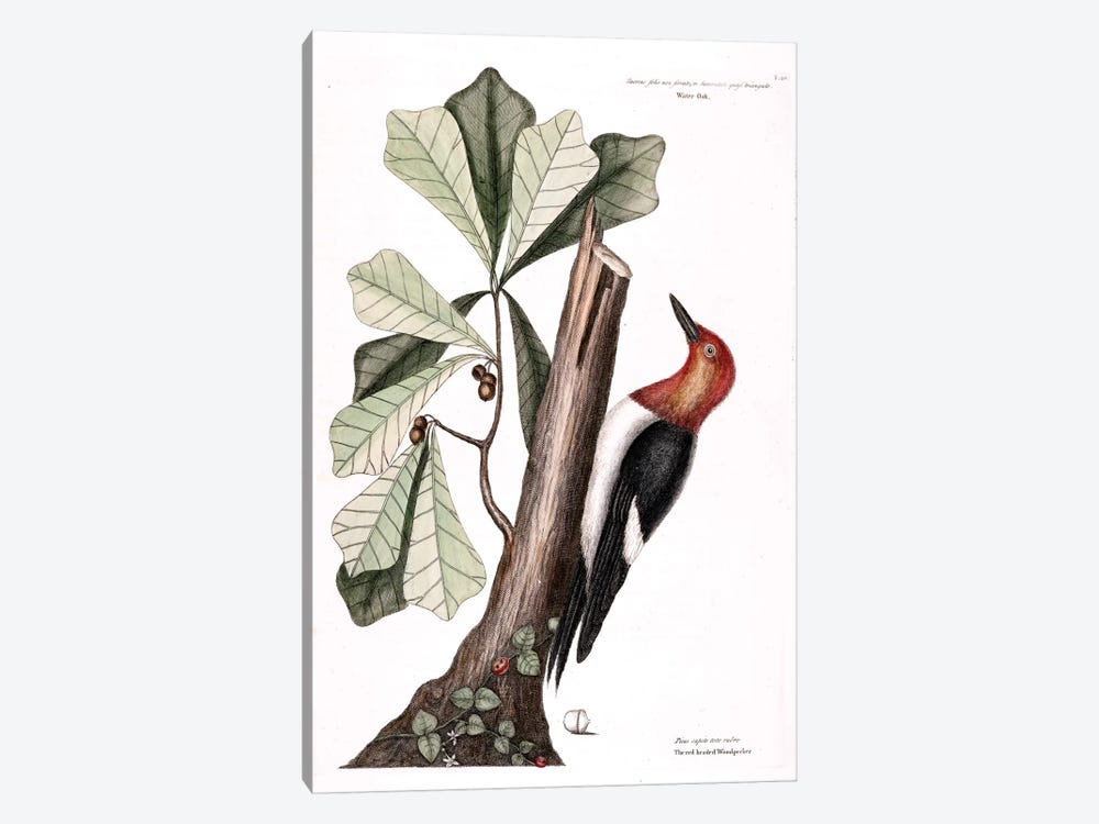 Red-Headed Woodpecker & Water Oak by Mark Catesby 1-piece Canvas Art