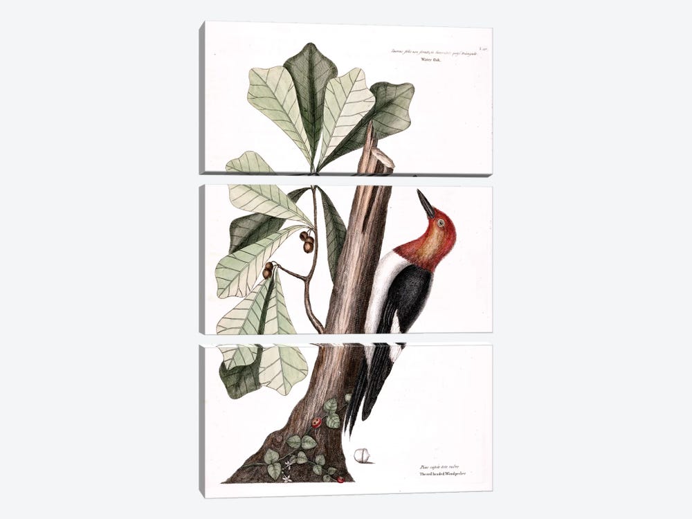 Red-Headed Woodpecker & Water Oak by Mark Catesby 3-piece Canvas Art