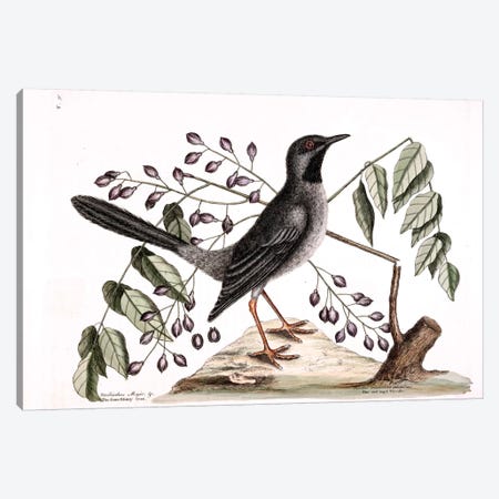 Red-Legged Thrush & Gum-Elimy Tree Canvas Print #CAT149} by Mark Catesby Canvas Art