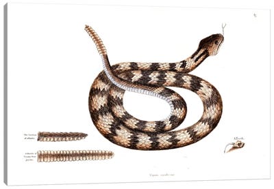 Banded Rattlesnake Canvas Art Print - Snake Art