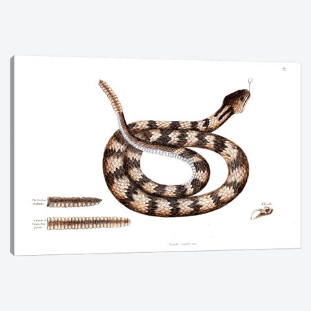 Banded Rattlesnake Canvas Print #CAT14} by Mark Catesby Canvas Art