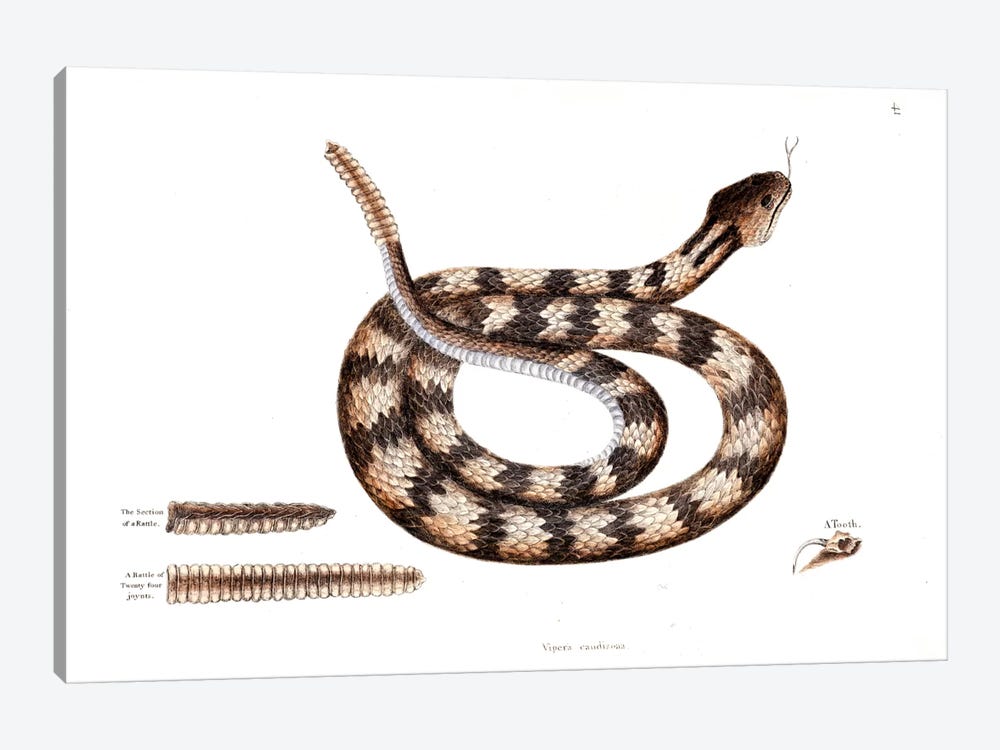 Banded Rattlesnake by Mark Catesby 1-piece Canvas Artwork