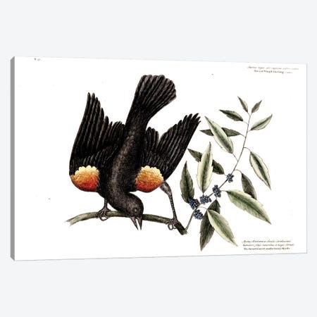 Red-Winged Starling & Broad-Leaved Candleberry Myrtle Canvas Print #CAT150} by Mark Catesby Canvas Print
