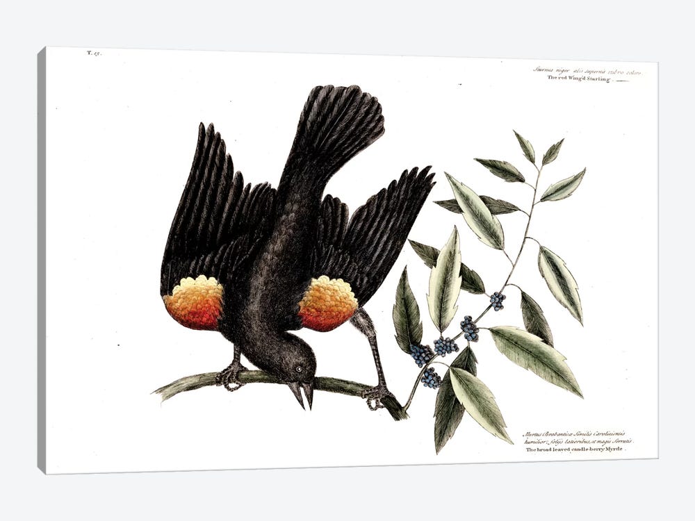 Red-Winged Starling & Broad-Leaved Candleberry Myrtle by Mark Catesby 1-piece Art Print