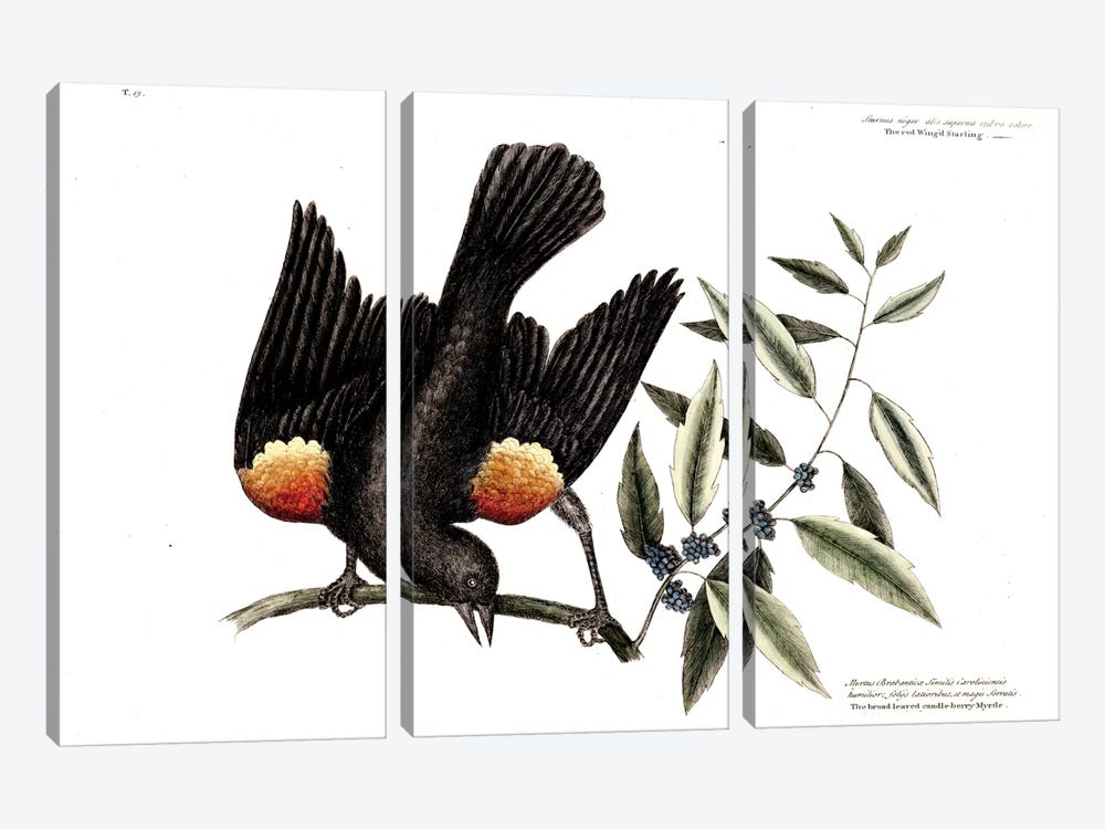 Red-Winged Starling & Broad-Leaved Candleberry Myrtle by Mark Catesby 3-piece Art Print