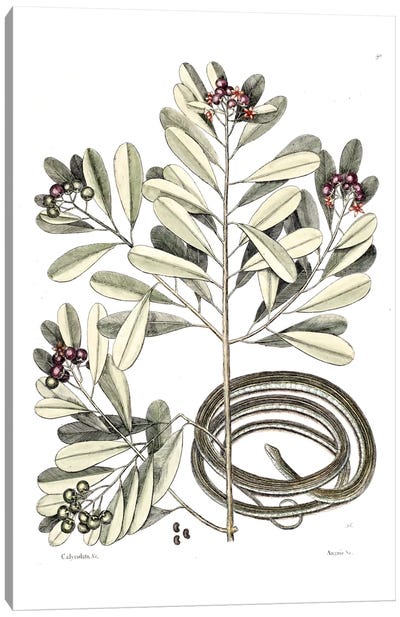 Ribbon Snake & Winter's Bark Canvas Art Print - New York Botanical Garden