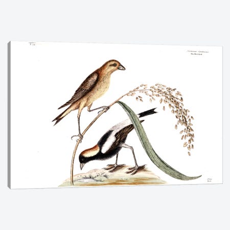 Ricebird & Rice Canvas Print #CAT152} by Mark Catesby Art Print