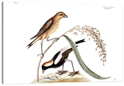 Ricebird & Rice Canvas Art Print