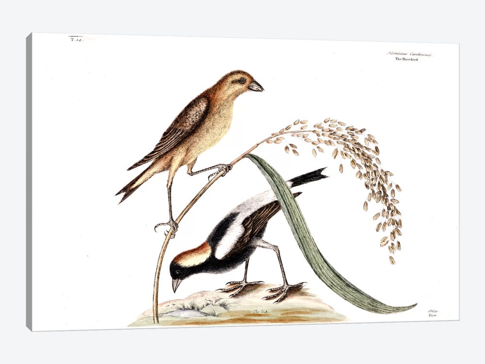Ricebird & Rice by Mark Catesby 1-piece Art Print