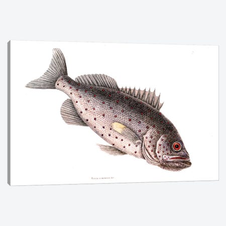 Rock Fish Canvas Print #CAT153} by Mark Catesby Canvas Art Print
