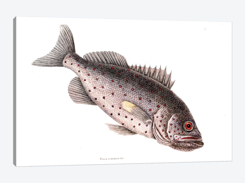 Rock Fish by Mark Catesby 1-piece Canvas Artwork