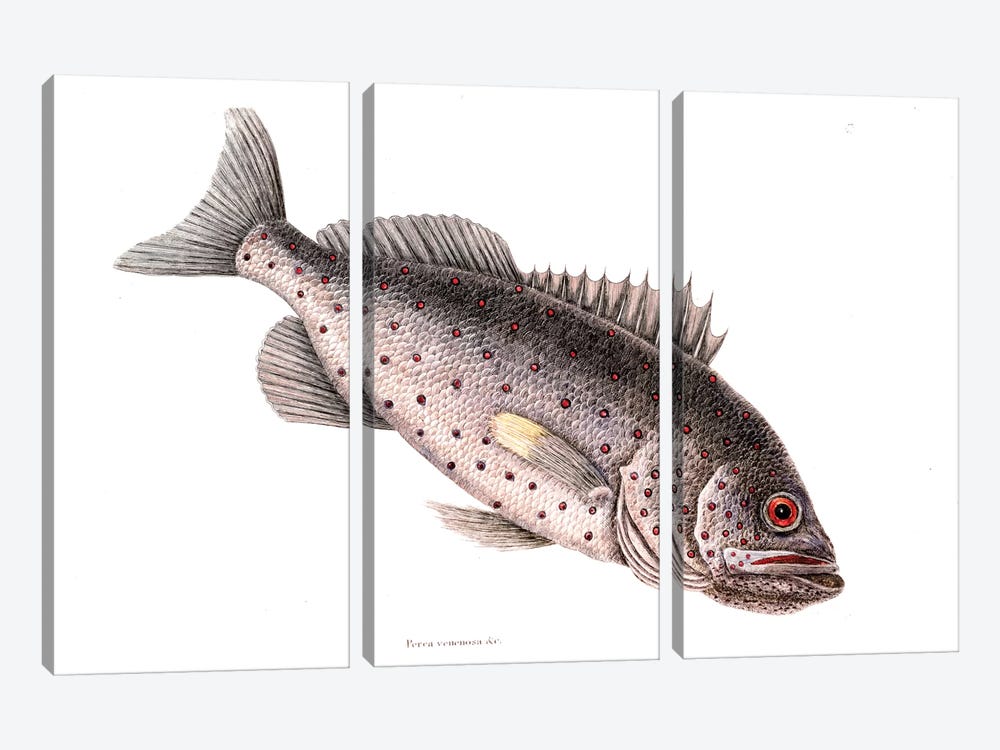 Rock Fish by Mark Catesby 3-piece Canvas Artwork