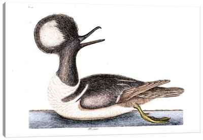 Round Crested Duck (Hooded Merganser) Canvas Art Print