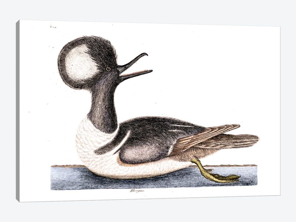 Round Crested Duck (Hooded Merganser) by Mark Catesby 1-piece Art Print