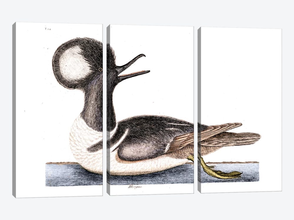 Round Crested Duck (Hooded Merganser) by Mark Catesby 3-piece Canvas Art Print