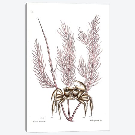Sand Crab & Gorgonia Setosa (Sea Plume) Canvas Print #CAT155} by Mark Catesby Canvas Artwork