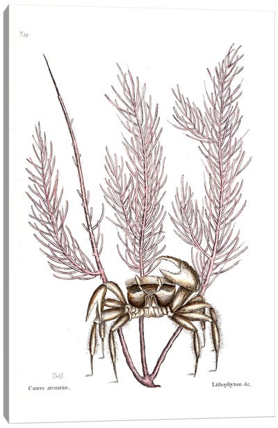 Sand Crab & Gorgonia Setosa (Sea Plume) Canvas Art Print - Seafood Art