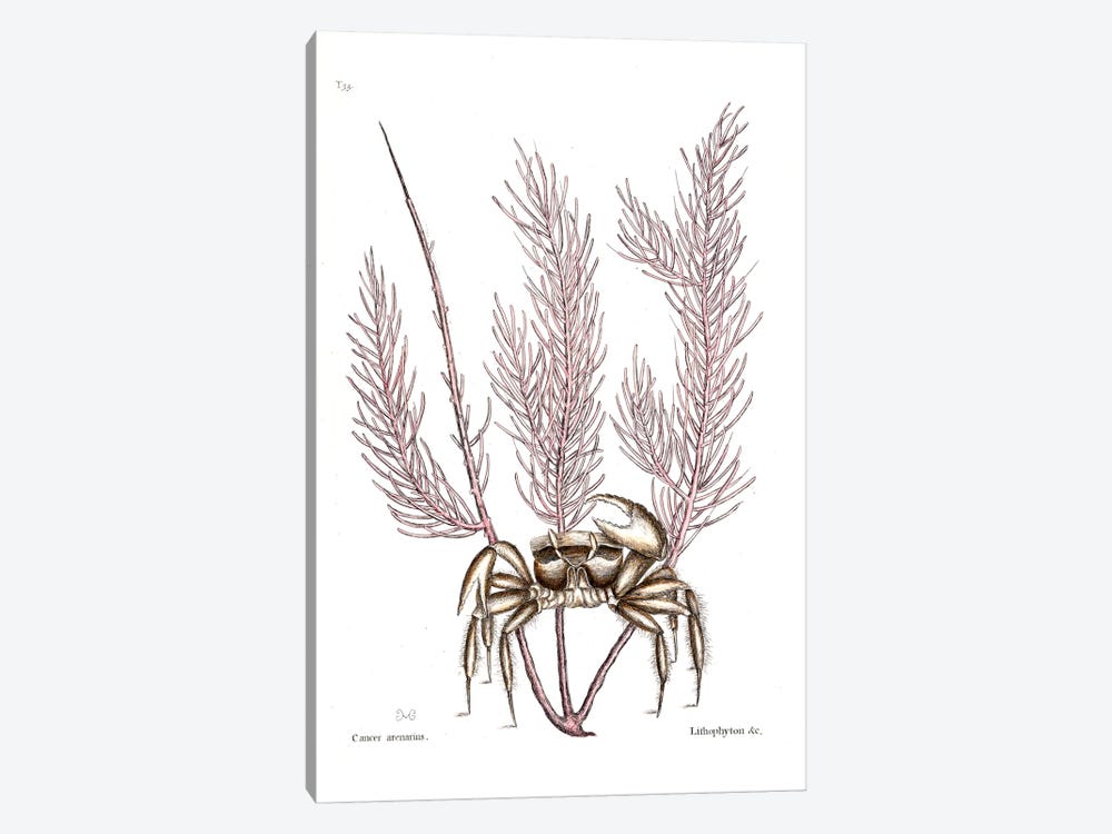 Sand Crab & Gorgonia Setosa (Sea Plume) by Mark Catesby 1-piece Canvas Artwork