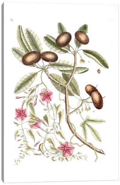Sapadillo Tree & Convolvulus Carolinus (Ipomoea) Canvas Art Print - Food & Drink Still Life