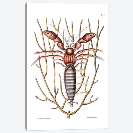 Sea Hermit Crab & Sea Whip Canvas Print #CAT157} by Mark Catesby Canvas Art