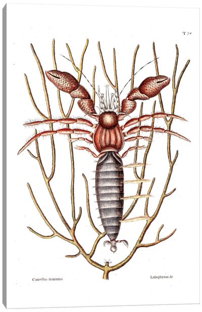 Sea Hermit Crab & Sea Whip Canvas Art Print - Lobster Art