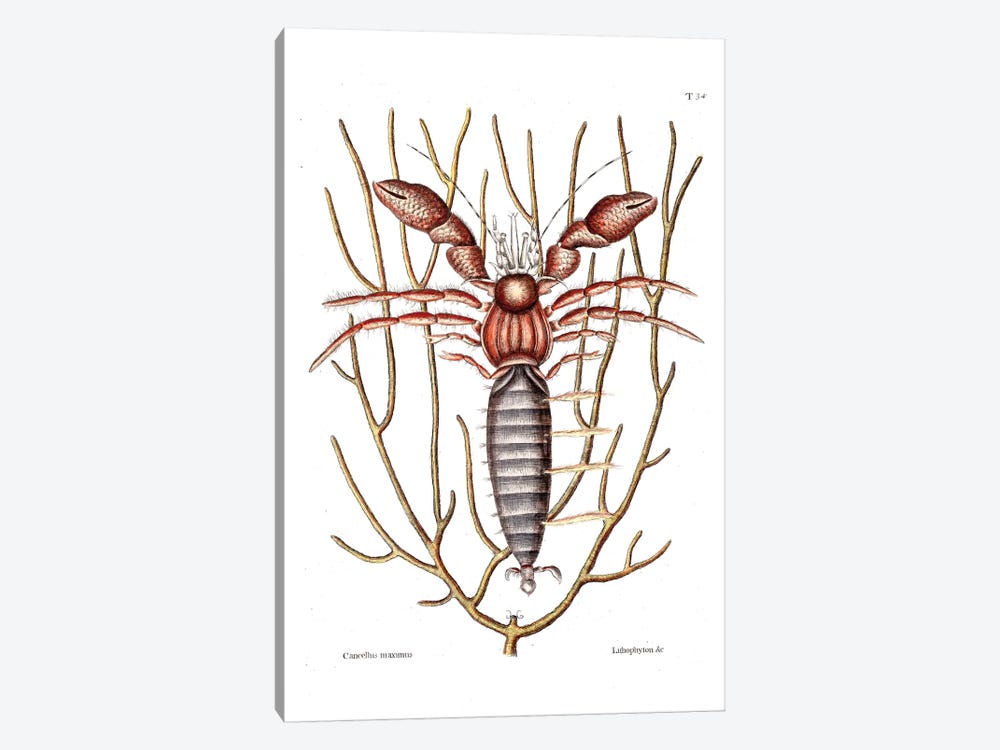Sea Hermit Crab & Sea Whip by Mark Catesby 1-piece Canvas Artwork