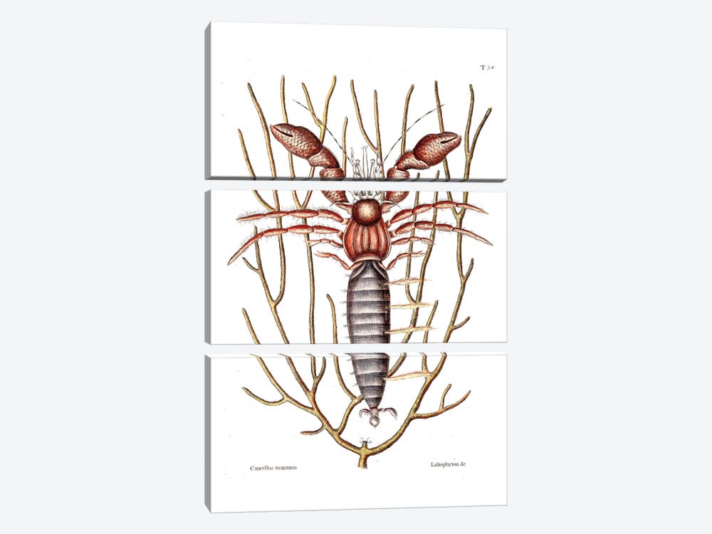 Sea Hermit Crab & Sea Whip by Mark Catesby 3-piece Canvas Artwork