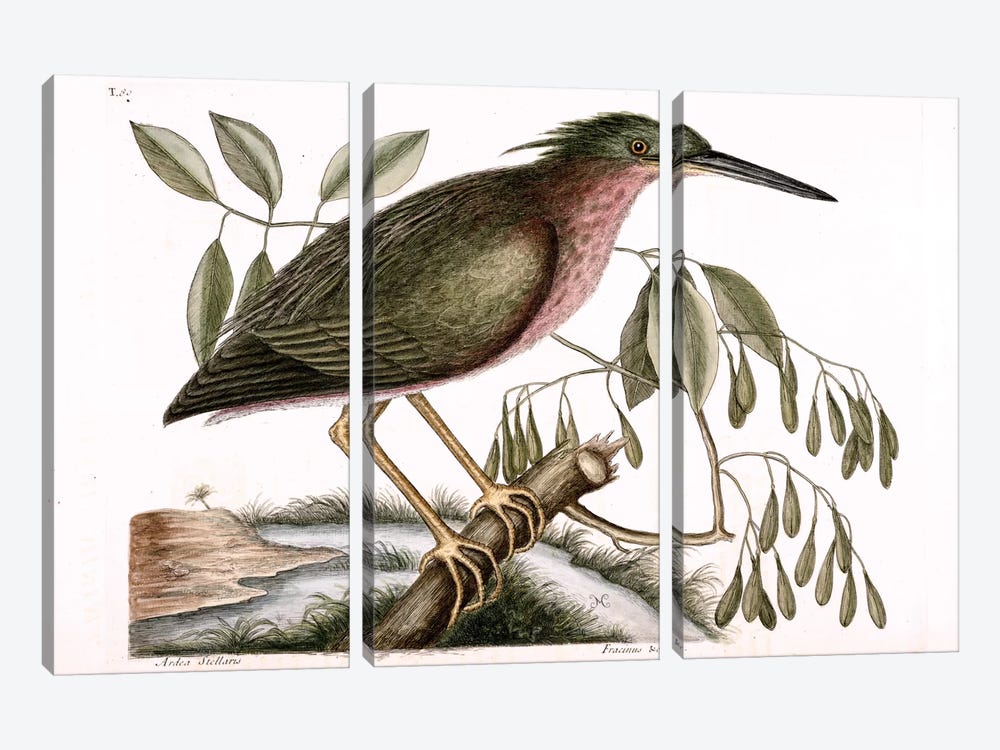 Small Bittern & Fraxinus Americana (White Ash) by Mark Catesby 3-piece Canvas Art Print