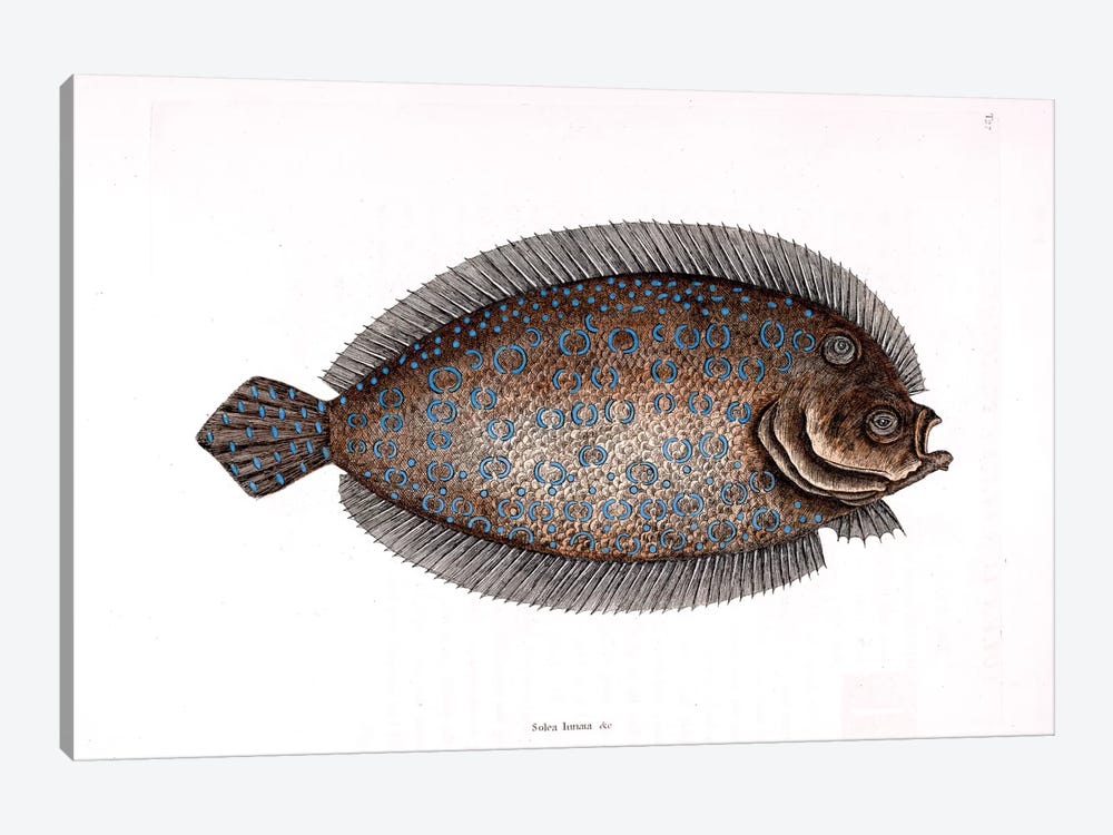 Sole by Mark Catesby 1-piece Canvas Art