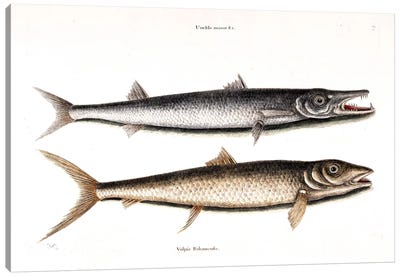 Barracuda & Vulpis Bahamensis Canvas Art Print