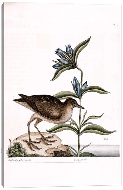 Soree & Gentiana Saponaria Canvas Art Print - Botanical Illustrations