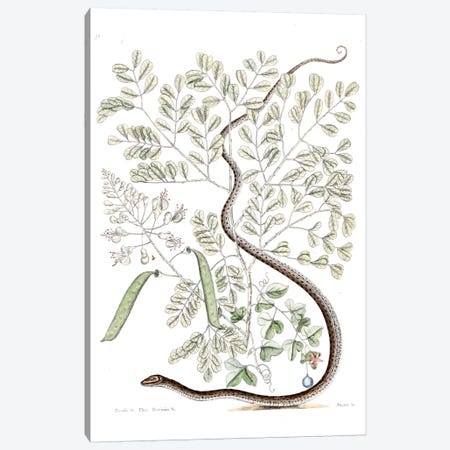 Spotted Ribbon Snake & Caesalpinia Brasiliensis Canvas Print #CAT161} by Mark Catesby Canvas Art