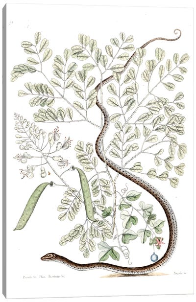 Spotted Ribbon Snake & Caesalpinia Brasiliensis Canvas Art Print