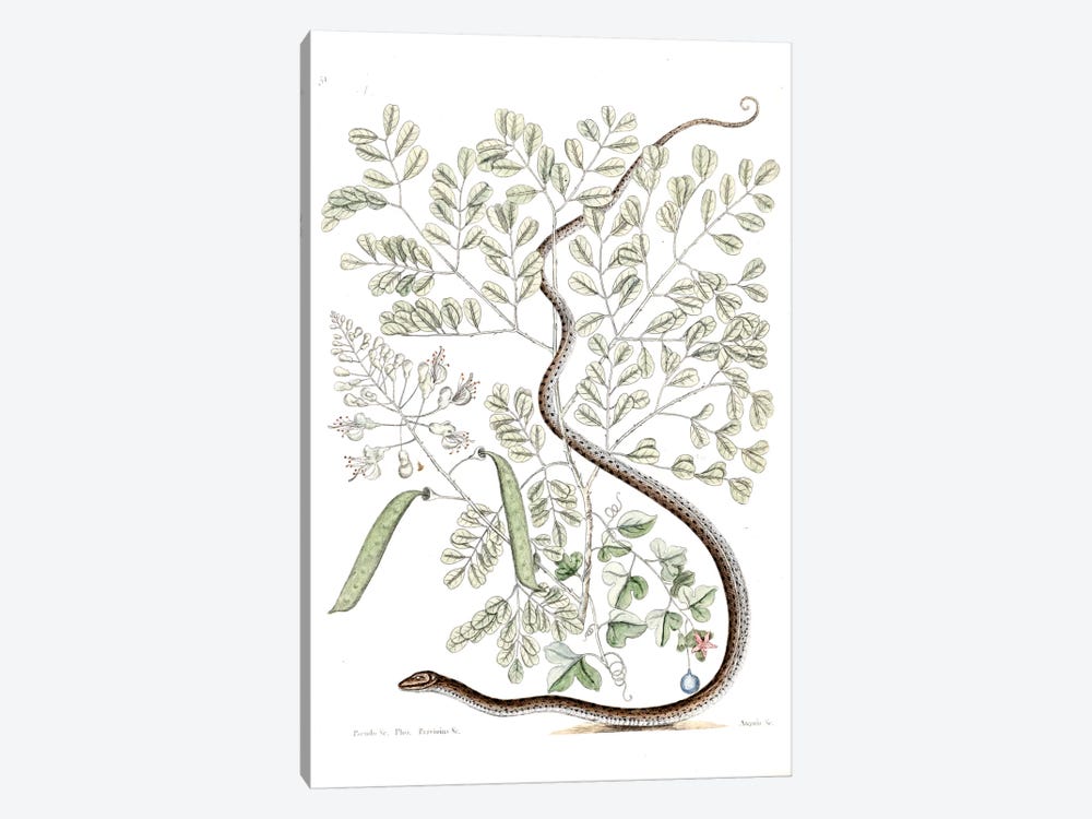 Spotted Ribbon Snake & Caesalpinia Brasiliensis by Mark Catesby 1-piece Art Print